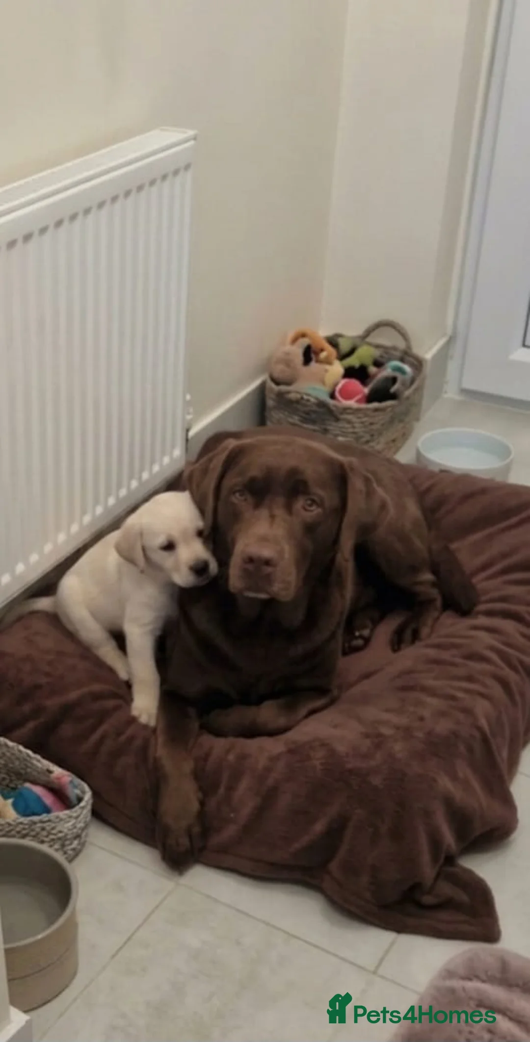 Labrador Retriever dogs for sale: Labrador puppies  in Romford - Advert 2