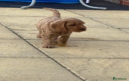 Cockapoo dogs for sale: *READY NOW* Red Fox Cockapoo puppies for sale  - Image 3