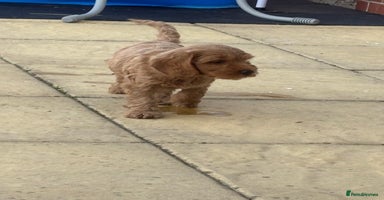 Cockapoo dogs - Advert 11