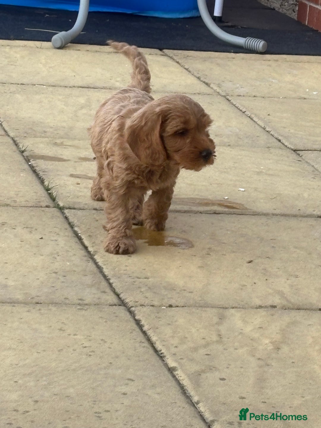 Cockapoo dogs for sale: *READY NOW* Red Fox Cockapoo puppies for sale  - Image 3