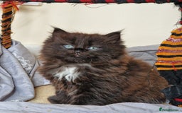 Mixed Breed cats for sale: Rare Ragdoll × Norwegian Forest kittens - Image 3