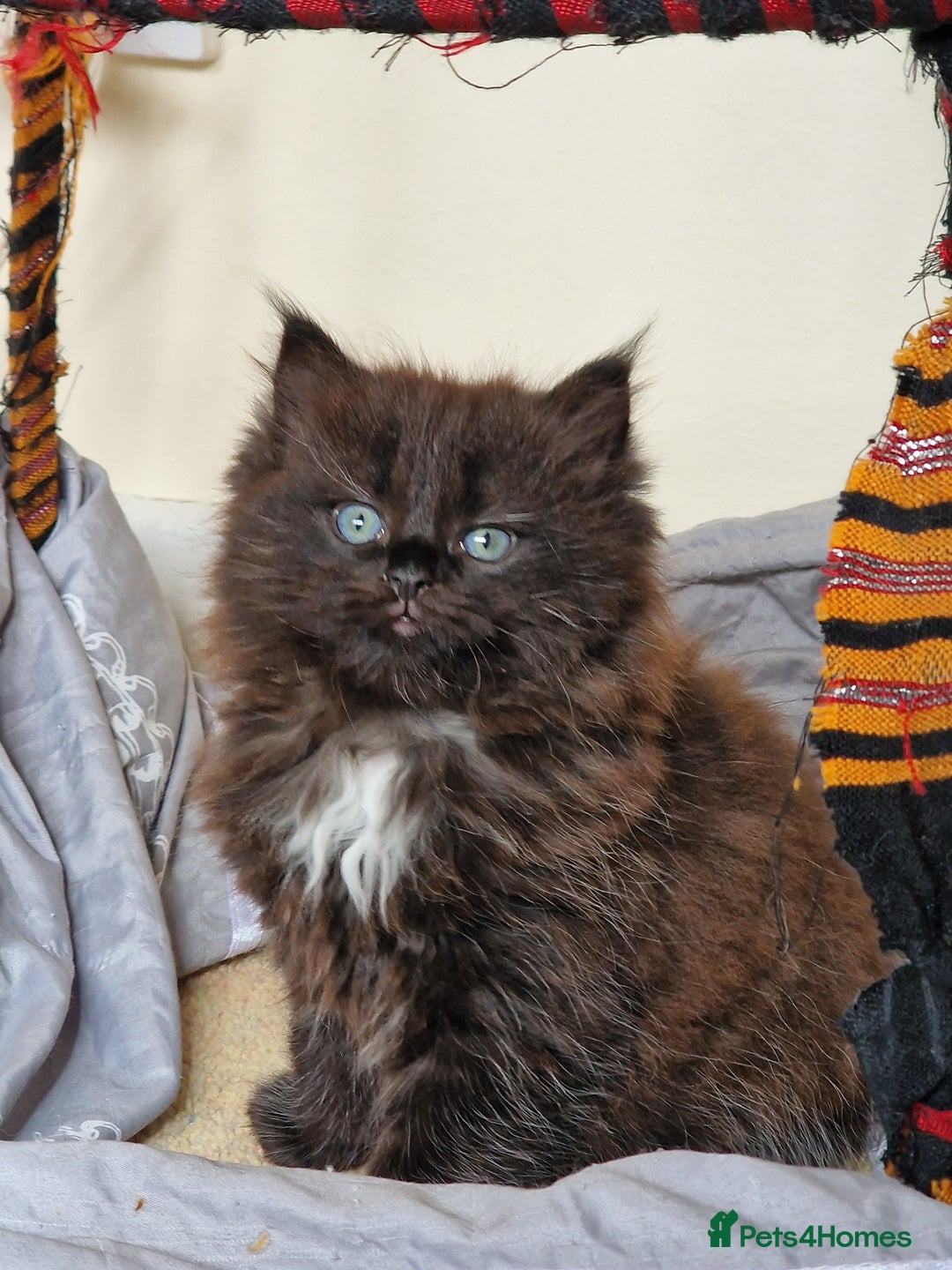 Mixed Breed cats for sale: Rare Ragdoll × Norwegian Forest kittens - Image 3