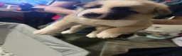 Akita dogs for sale: Akita  - Advert 16