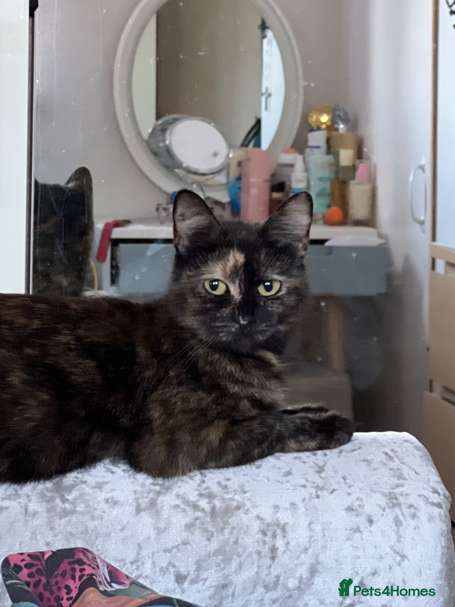 British Shorthair cats     Beautiful Black Kitten Ready for New Home  - Advert 11