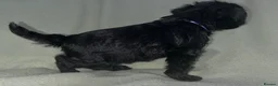 Schnoodle dogs for sale: Schnoodle pups for sale. Ready 11th October.  - Advert 30