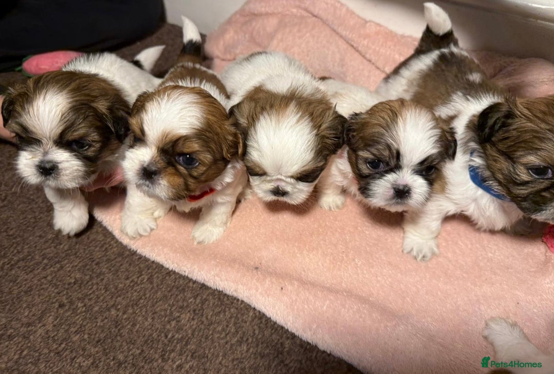 Shih Tzu dogs for sale: Beautiful Tricolour Mini Shih Tzu Puppies - Advert 11