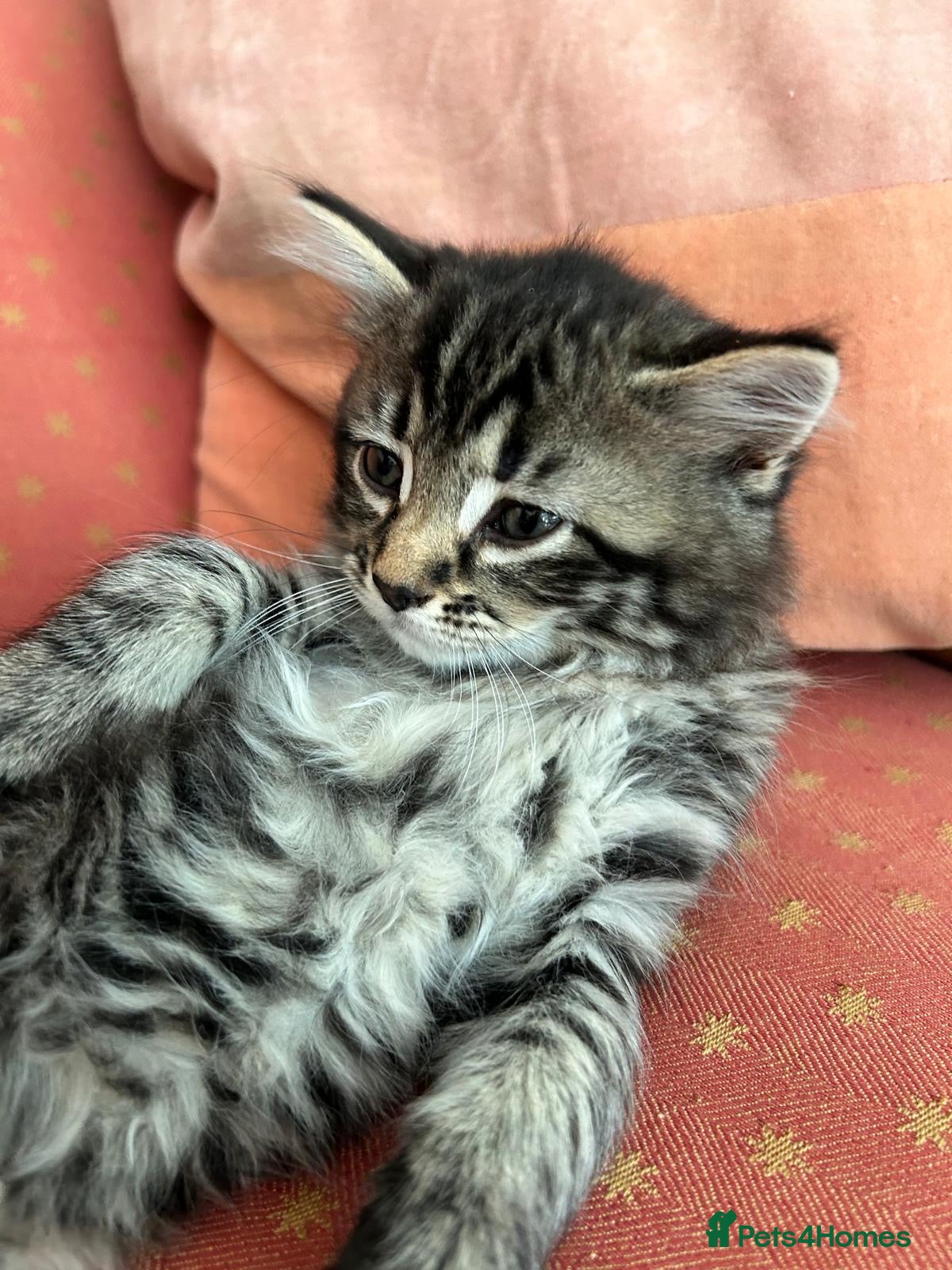 Mixed Breed cats 3male kittens - Advert 4