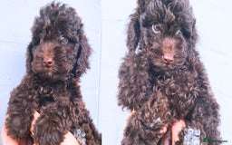 Cavapoo dogs for sale: Waitlist Jan/Feb 26.  F1B Cavapoo. Health Tested  - Advert 2