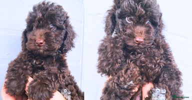 Cavapoo dogs - Advert 4
