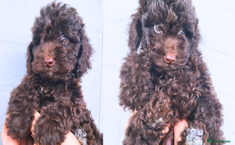 Cavapoo dogs - Advert 1
