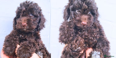 Cavapoo dogs - Advert 1