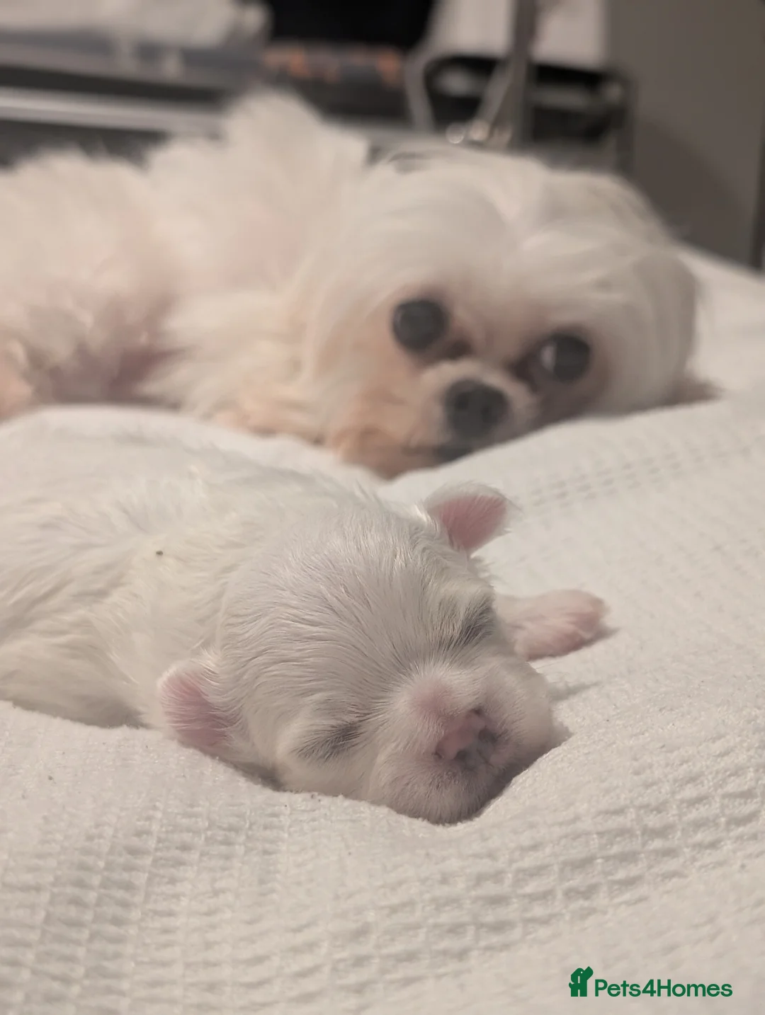 Maltese dogs for sale: 2 beautiful micro maltese  - Advert 9