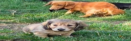 Dachshund dogs for sale: 4 Long Haired Mini Dachshunds beautifully stunning - Advert 16