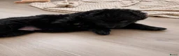 German Shepherd dogs for sale: Outstanding KC Registered German shepherd puppies - Advert 8