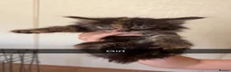 Mixed Breed cats for sale: Kittens looking for their new forever home in Peterborough - Advert 8