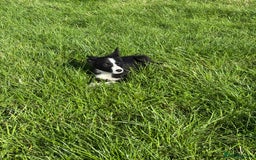 Border Collie dogs for sale: Beautiful Border Collie Puppies for sale - Image 2
