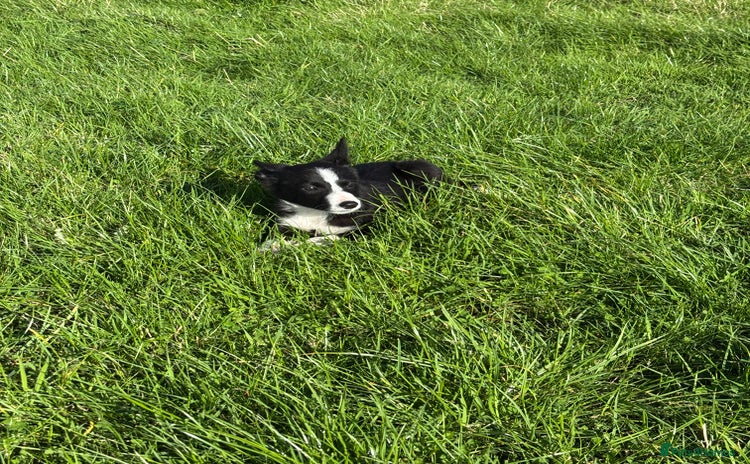 Border Collie dogs - Advert 8