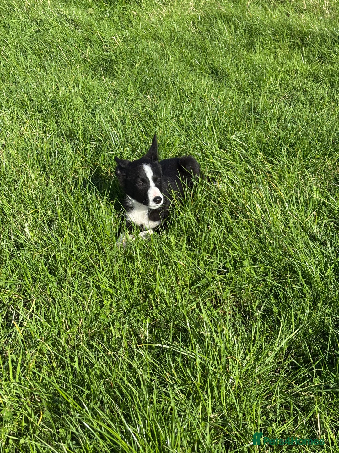 Border Collie dogs for sale: Beautiful Border Collie Puppies for sale - Image 2