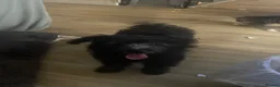 Maltipom dogs for sale: Price dropped for adorable Maltipom puppies  - Advert 14