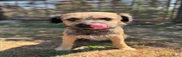 Border Terrier dogs for sale: * KC Registered Border Terrier Puppies *  - Advert 18