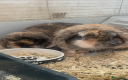 French Lop rabbits for sale: rabbits  - Image 1