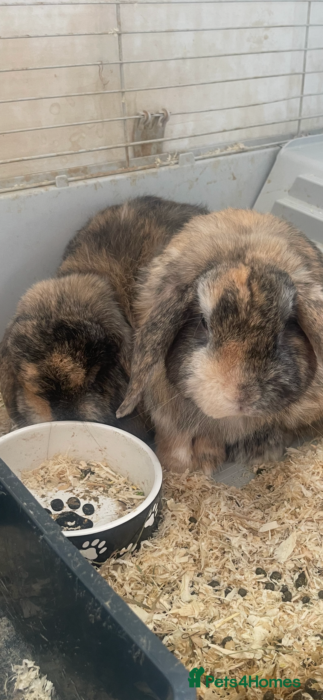 French Lop rabbits for sale: rabbits  - Image 1