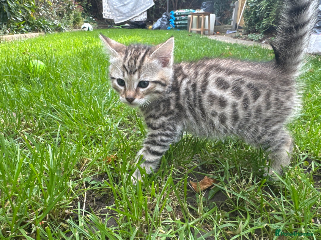 Bengal cats for sale: Bengal x Persian kittens - Image 4