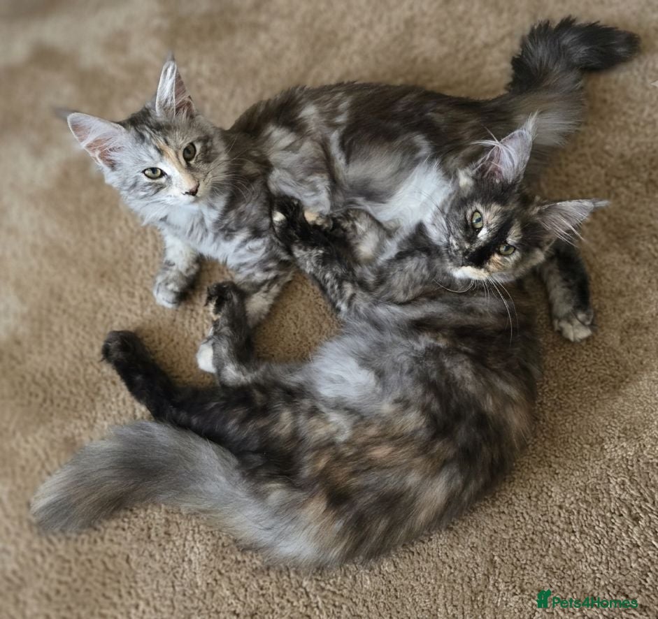 Maine Coon cats 🐾 Beautiful GCCF Registered Pedigree Kittens 🐾 - Advert 1