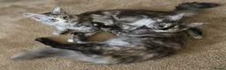 Maine Coon cats for sale: 🐾 Beautiful GCCF Registered Pedigree Kittens 🐾 - Advert 1