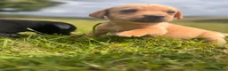 Labrador Retriever dogs for sale: Beautiful Kennel Club Registered Labradors Puppies in Brechin - Advert 11