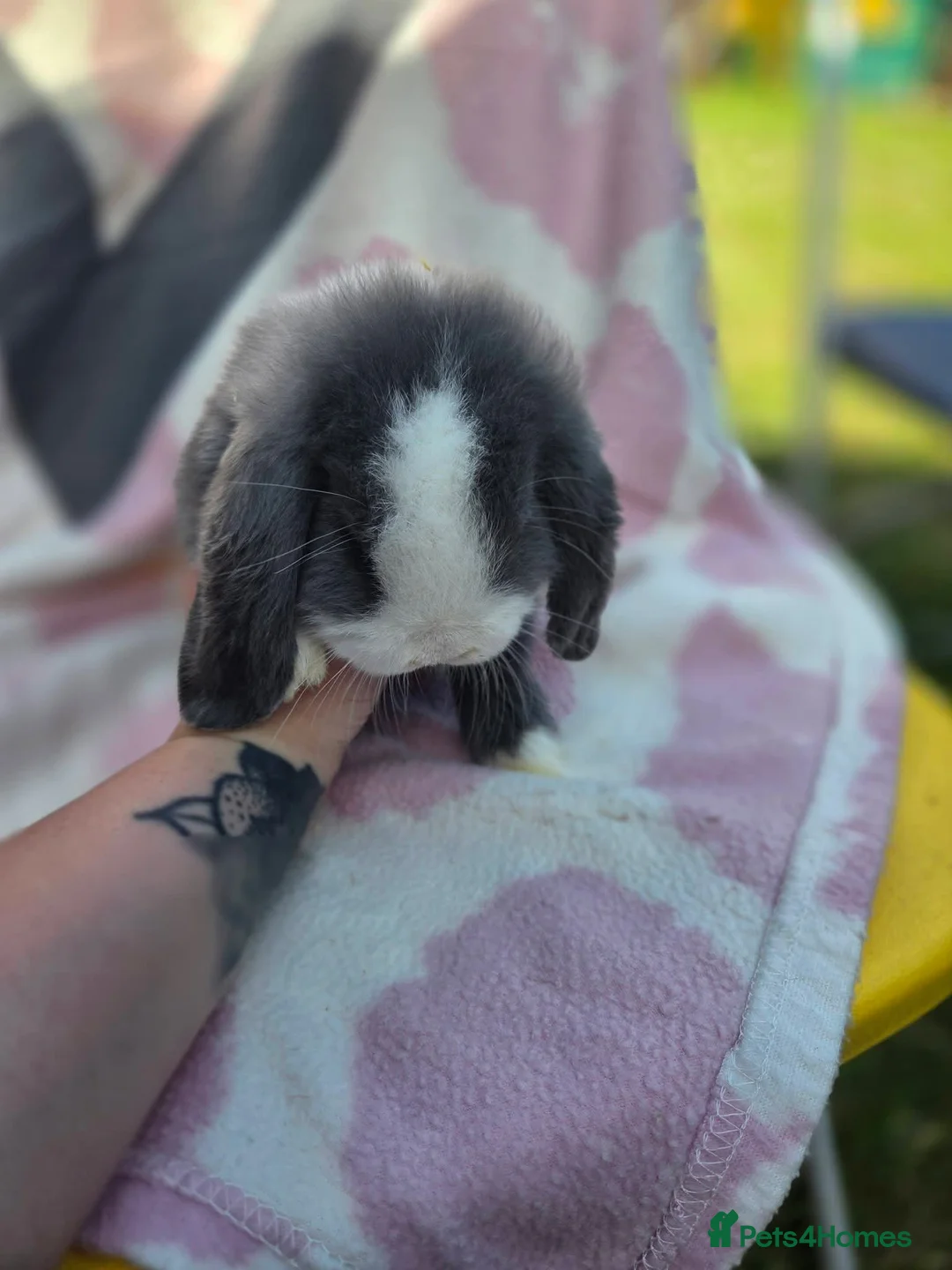 Mini Lop rabbits for sale: 3 beautiful mini pops  in Hull - Advert 2