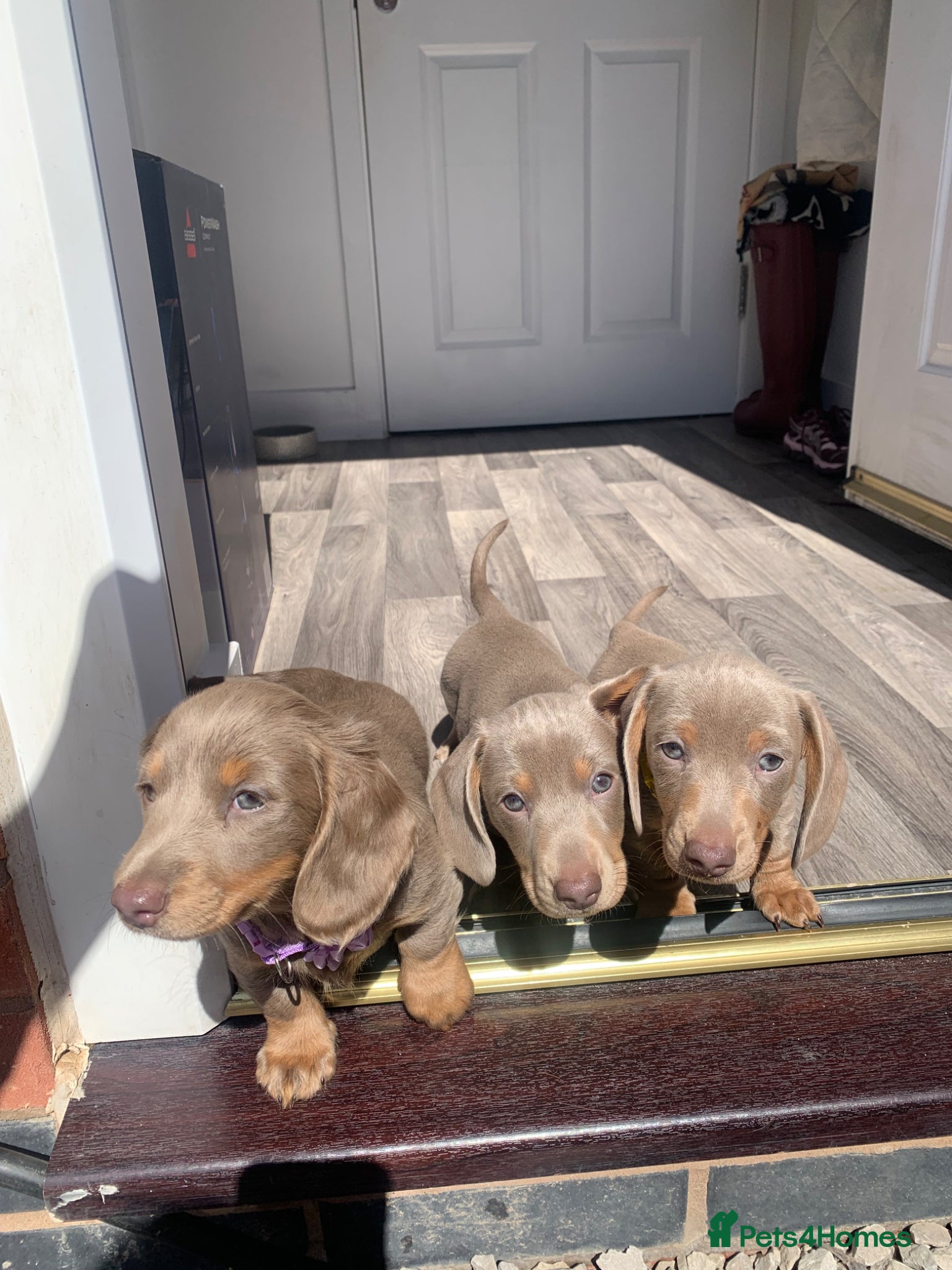 Miniature Dachshund dogs Ready for there forever homes❤️ - Advert 3