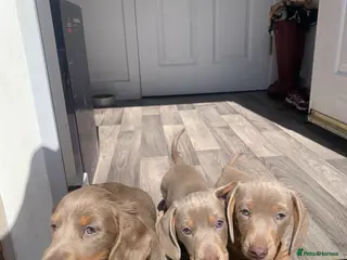 Miniature Dachshund dogs Ready for there forever homes❤️ - Advert 6