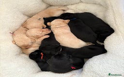 Labrador Retriever dogs for sale: black kc reg chunky pup  - Image 4