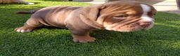 Olde English Bulldogge dogs for sale: Impeccable olde English bulldog  - Advert 3