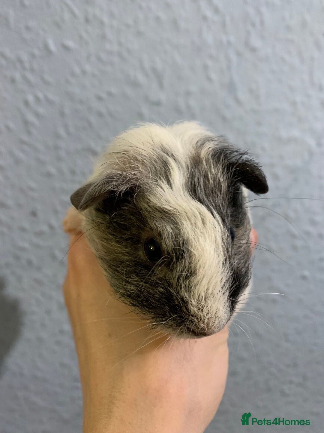 Guinea Pig rodents for sale: Skinny pigs and Skinny Pig Carriers - Advert 3
