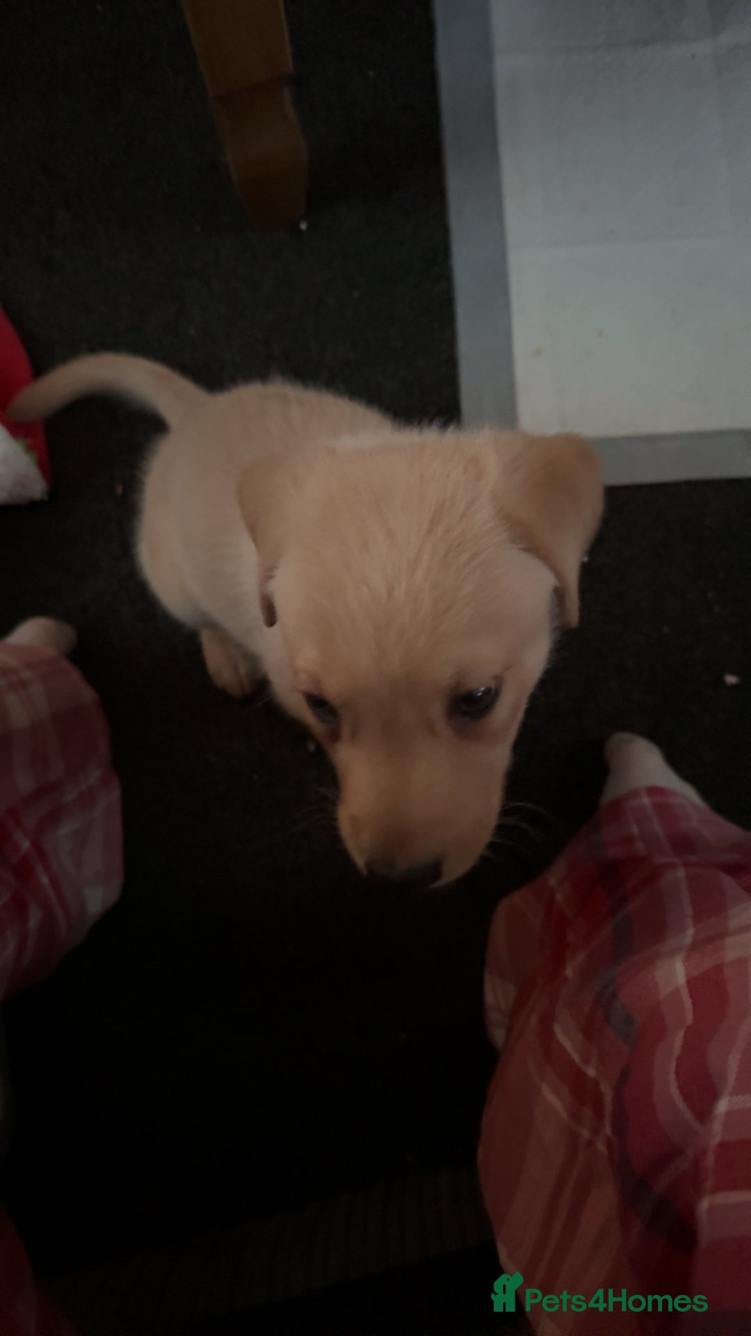 Labrador Retriever dogs for sale: White male lab - Advert 5