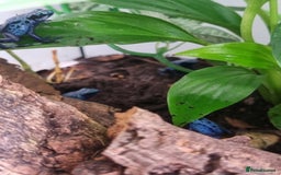 Toad reptiles for sale: Blue poisin dart frogs  - Image 5