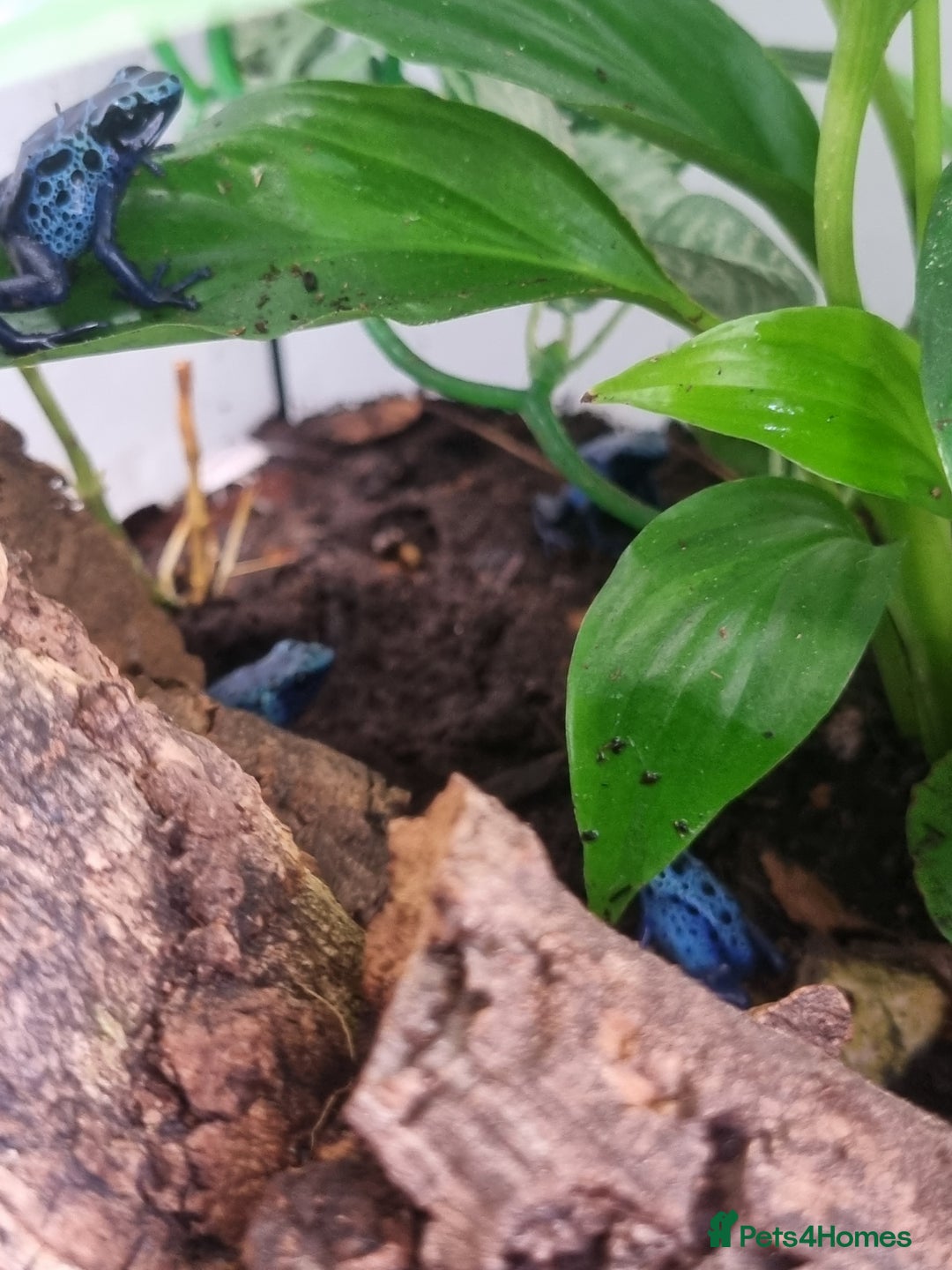 Toad reptiles for sale: Blue poisin dart frogs  - Image 5
