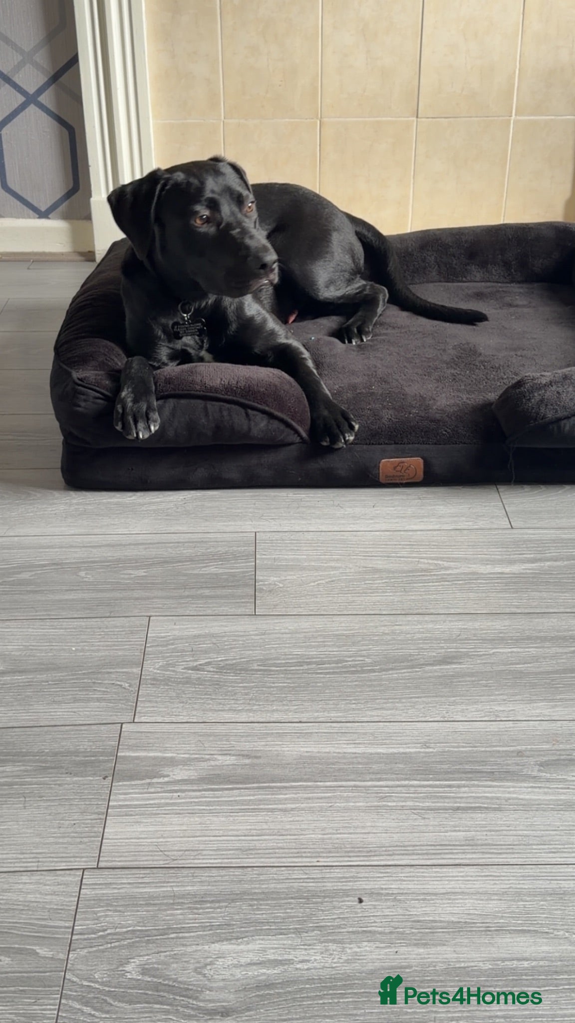 Mixed Breed dogs Dog needs re homing  - Advert 1