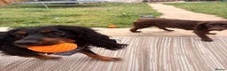 Cocker Spaniel dogs for sale: 7th gen Cocker Spaniel pups for sale in Middlesbrough - Advert 3