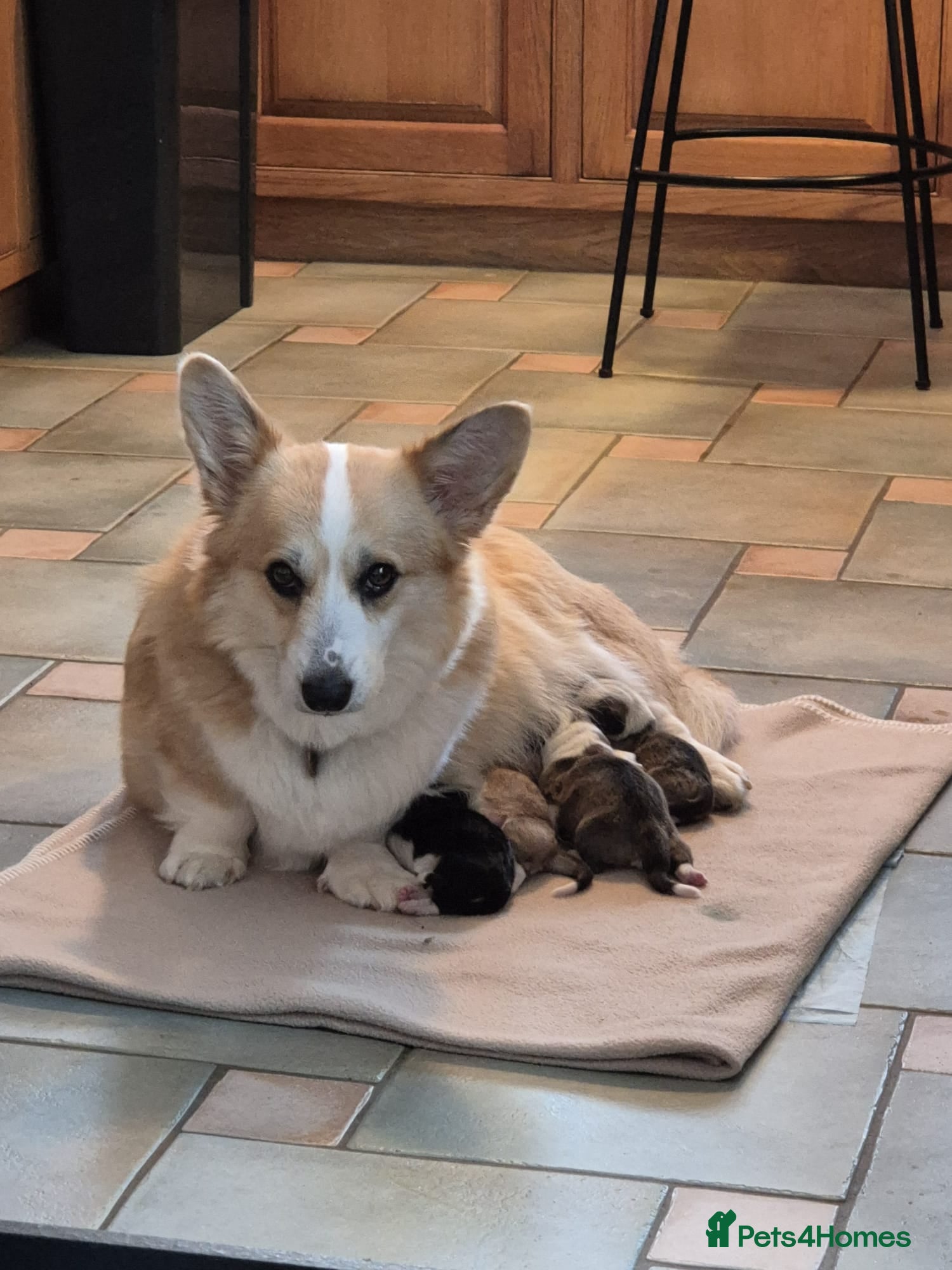 Welsh Corgi Pembroke dogs Adorable Pembroke corgi pups, KC registered - Advert 1