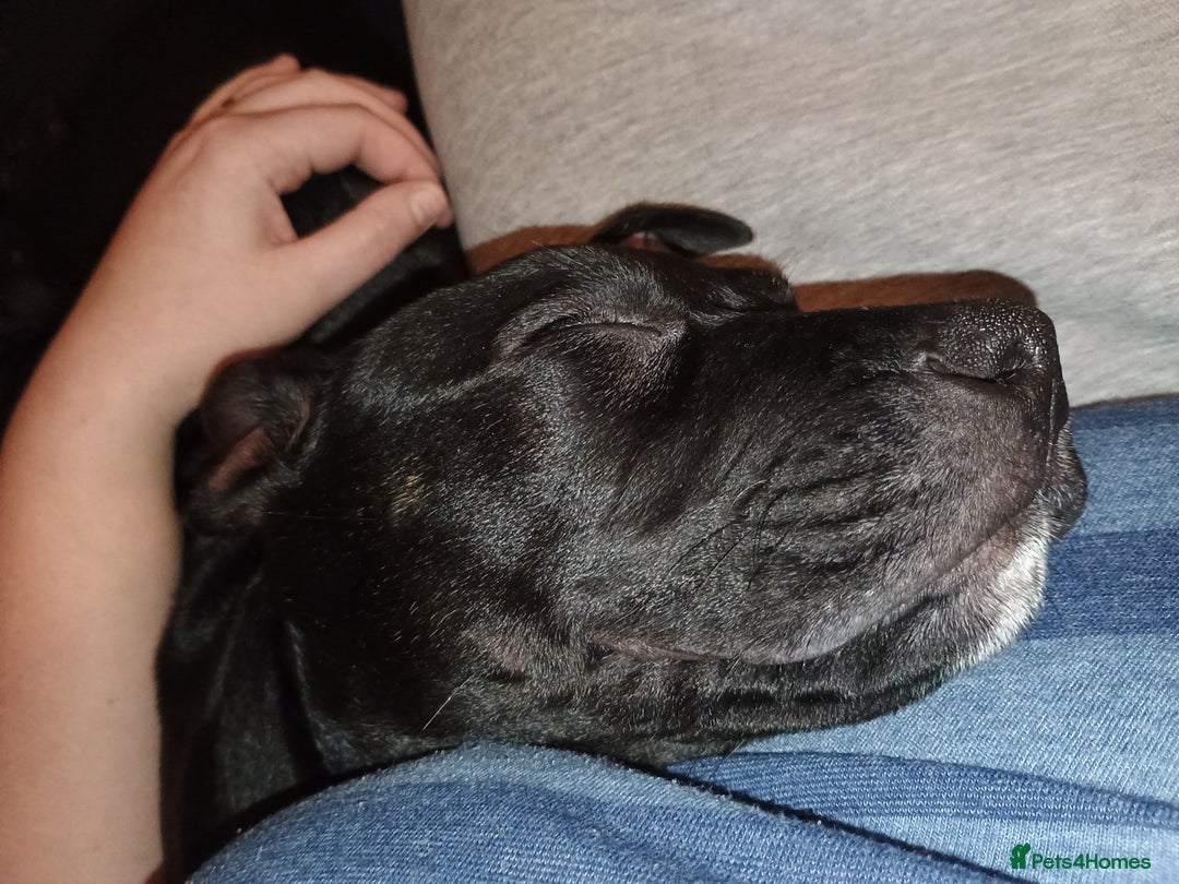 Staffordshire Bull Terrier dogs for sale: Callie - beautiful 12 week old female puppy staff - Advert 3