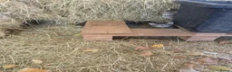 Mixed Breed cats for sale: Farm kittens - Advert 15