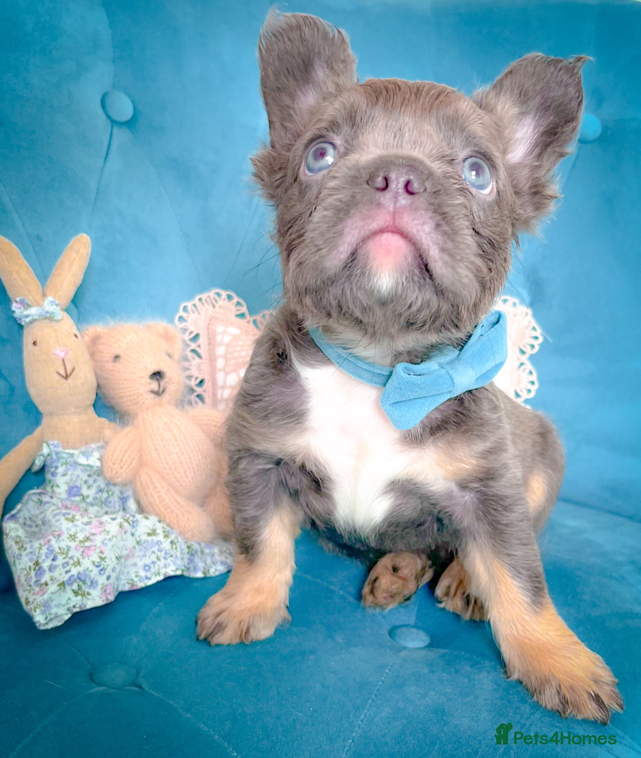 French Bulldog dogs 🧸READY TO GO Fluffy GIRLS&BOYS🧸 - Advert 18