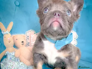 French Bulldog dogs 🧸READY TO GO Fluffy GIRLS&BOYS🧸 - Advert 18