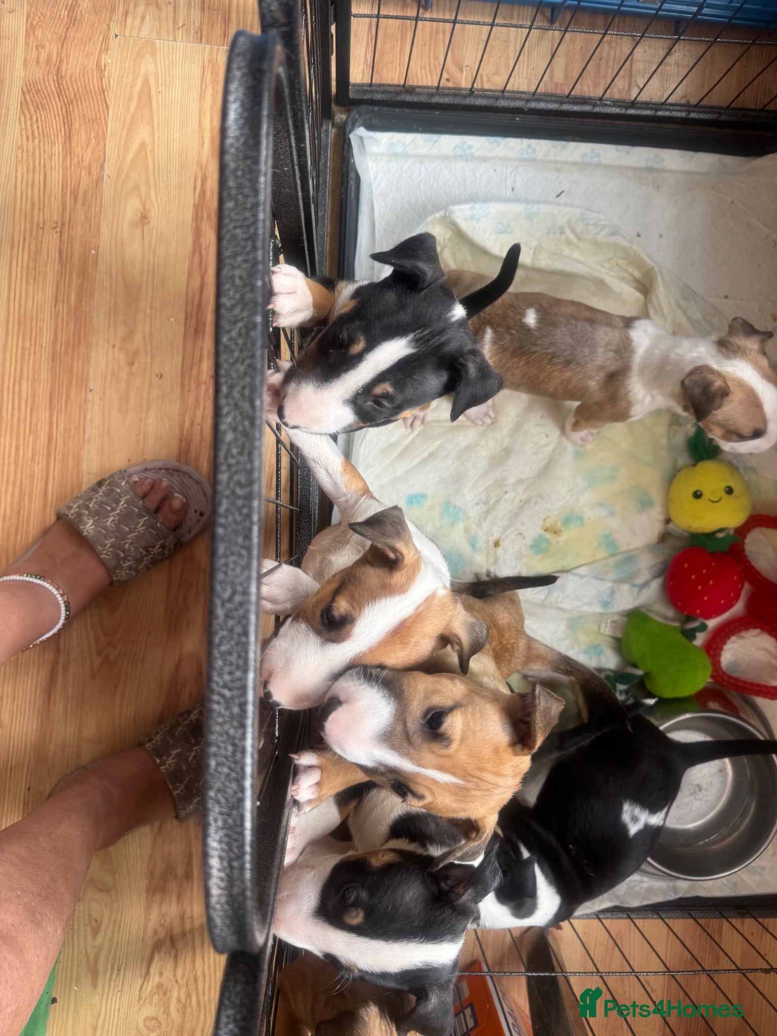 English Bull Terrier dogs English bull terriers puppies - Advert 2