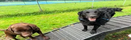 Mixed Breed dogs for adoption: Say hello to Kiwi 👋  in Edinburgh - Advert 9