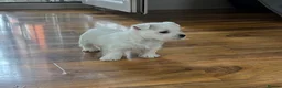 West Highland Terrier dogs for sale: West highland terrier puppies  - Advert 19