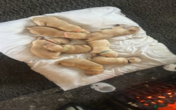 Labrador Retriever dogs for sale: Perfect Labrador Puppies - Image 5